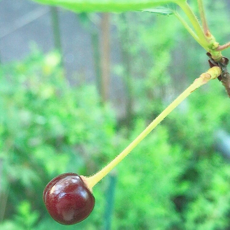まいめろん🍈 tweet media