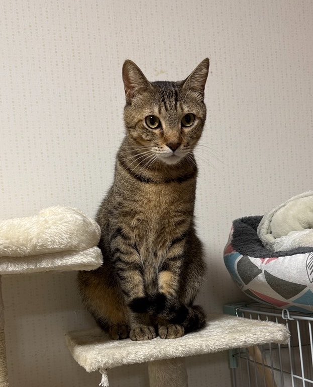 【迷子猫を探しています‼️】

福島県いわき市平神谷作字古屋敷付近にて

5月7日から行方不明になりました💦

目撃した方はリプライやDMをいただけますと幸いです🙇‍♂️

名前：チョコ
性別：オス（去勢済）
年齢：5歳
特徴：キジトラ
　　　首輪なし
　　　しっぽが長い

#迷子猫 #猫 #迷い猫 #福島県