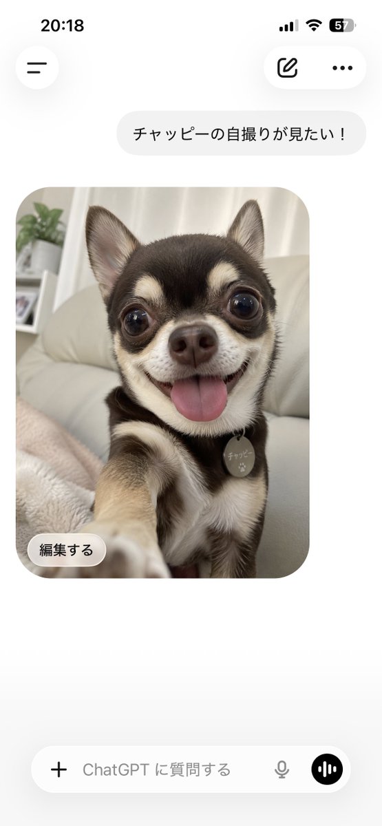 律🐶 tweet media