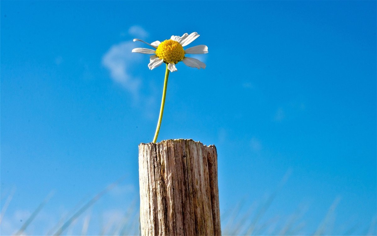 Anne Bouquet tweet media