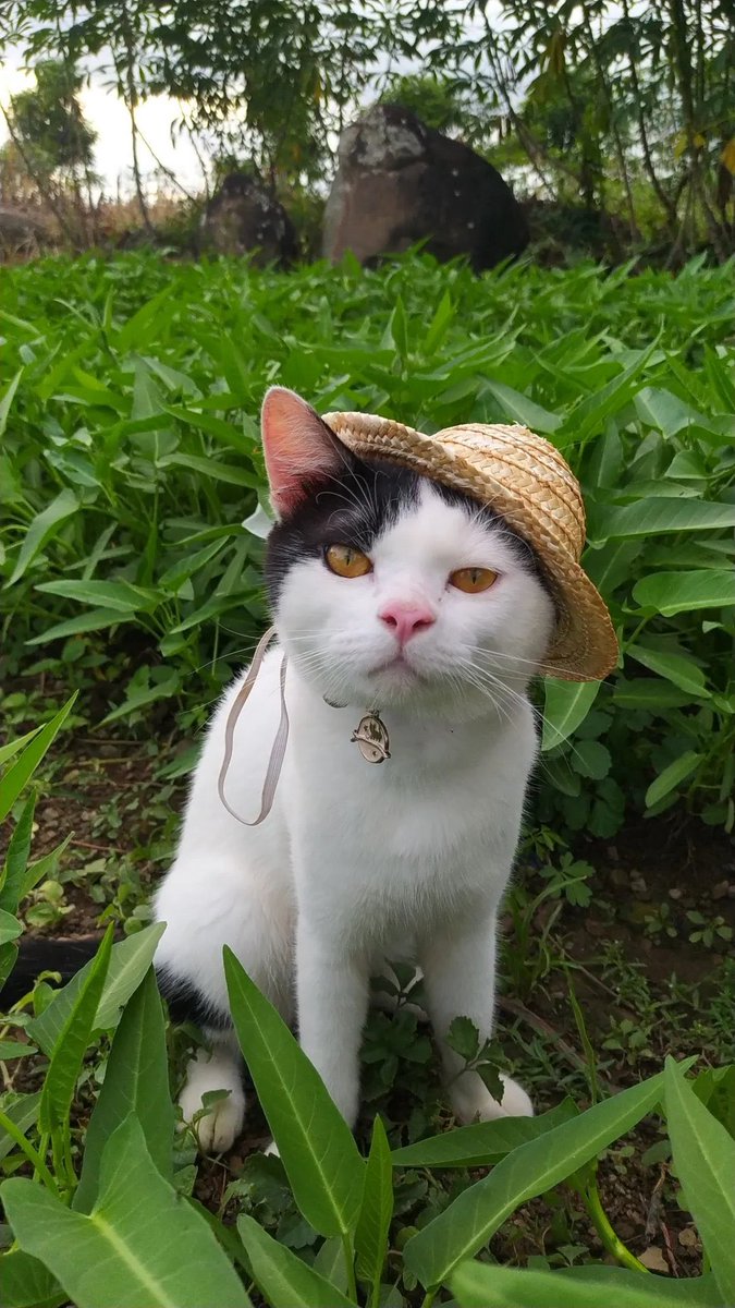 𝙋𝙤𝙣𝙞 😾 tweet media
