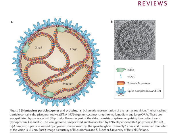 He encontrado este paper sobre #Hantavirus bastante completo sobre su mecanismo de infección.
🐭🦠 Son virus relevantes en salud pública, y muy interesantes desde la virología molecular.
1️⃣ Reservorios y transmisión: infectan roedores, musarañas, topos y murciélagos, aunque las