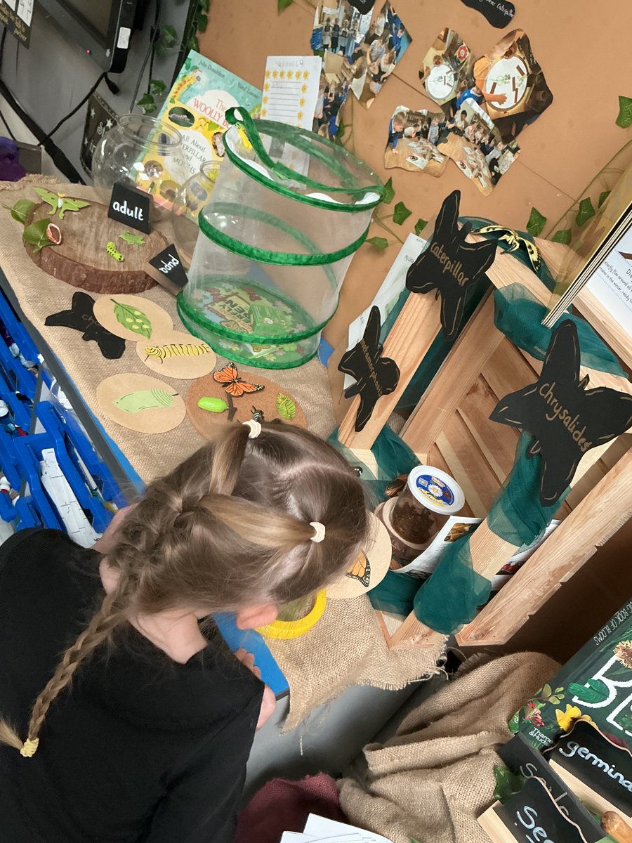 fsauckley1's tweet photo. We are really enjoying exploring the lifecycles of butterflies and moths. Our caterpillars look like they are getting ready to turn into a chrysalis and Mr Exton brought in some eggs and empty Emperor moth chrysalis shells. We are all fascinated! https://t.co/ltQI2VudBB