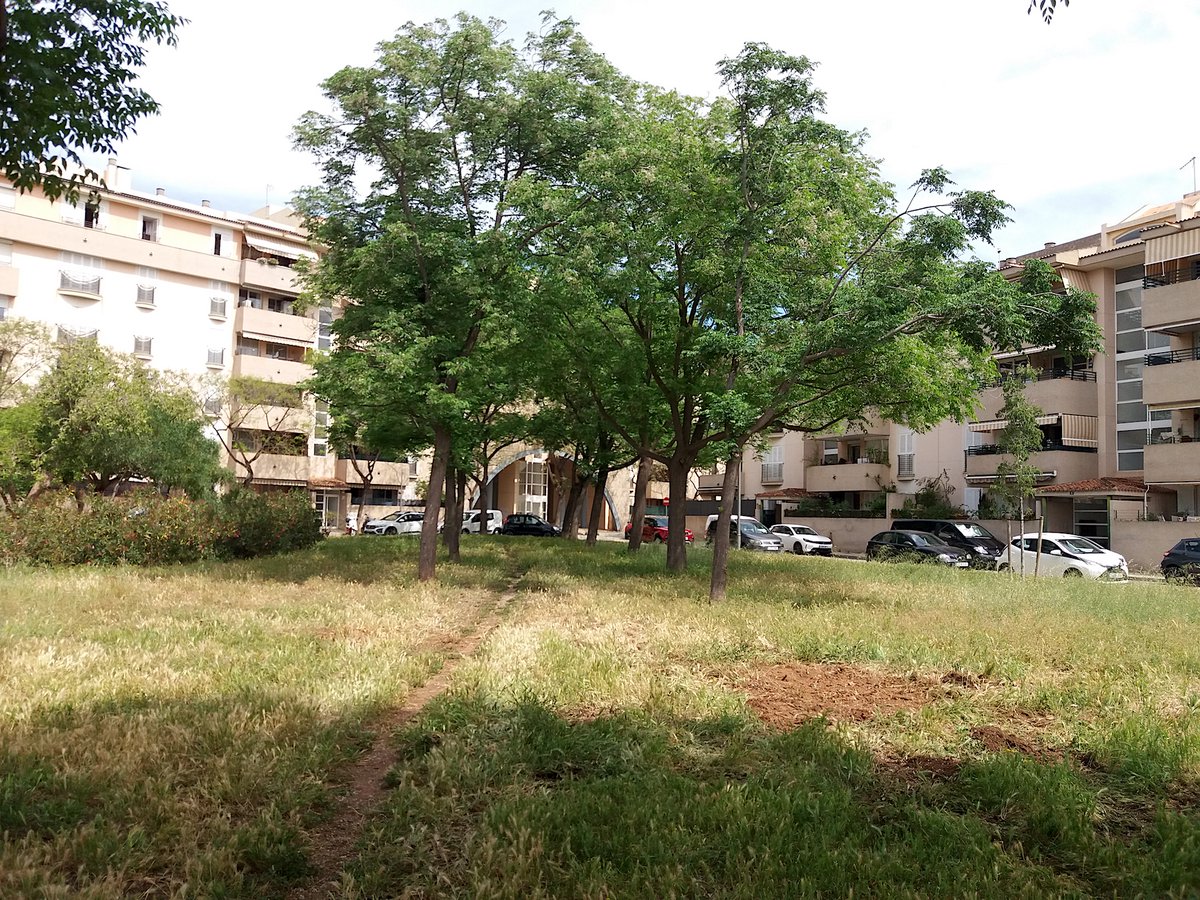 Després de varis dies de treball la contracta de manteniment de zones verdes de l' <a href="/ajuntpalma/">Ajuntament de Palma</a> han llevat els arrels de les mèlies que varen tallar fa quasi quatre anys. Esperem, com hem demanat reiteradament, que sembren en el seu lloc dos arbres nous.