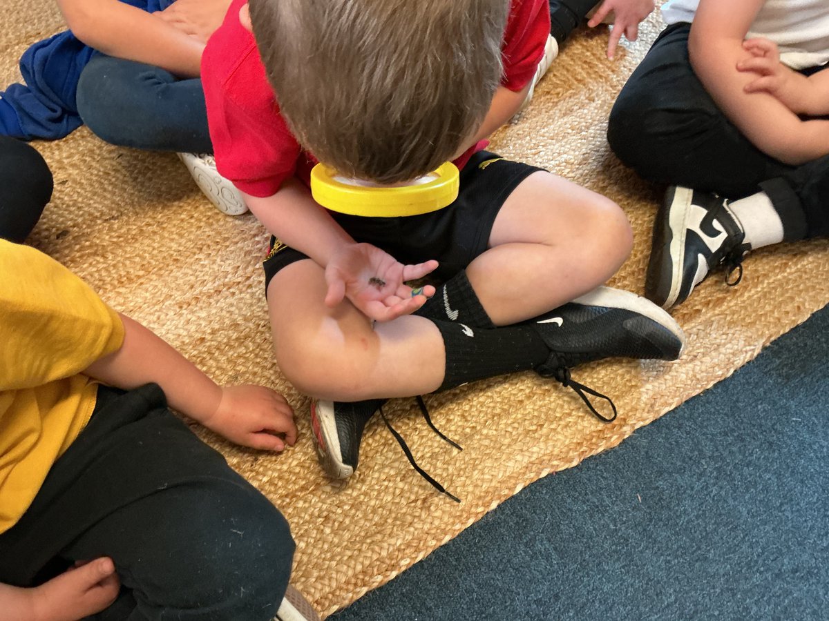 fsauckley1's tweet photo. We are really enjoying exploring the lifecycles of butterflies and moths. Our caterpillars look like they are getting ready to turn into a chrysalis and Mr Exton brought in some eggs and empty Emperor moth chrysalis shells. We are all fascinated! https://t.co/ltQI2VudBB