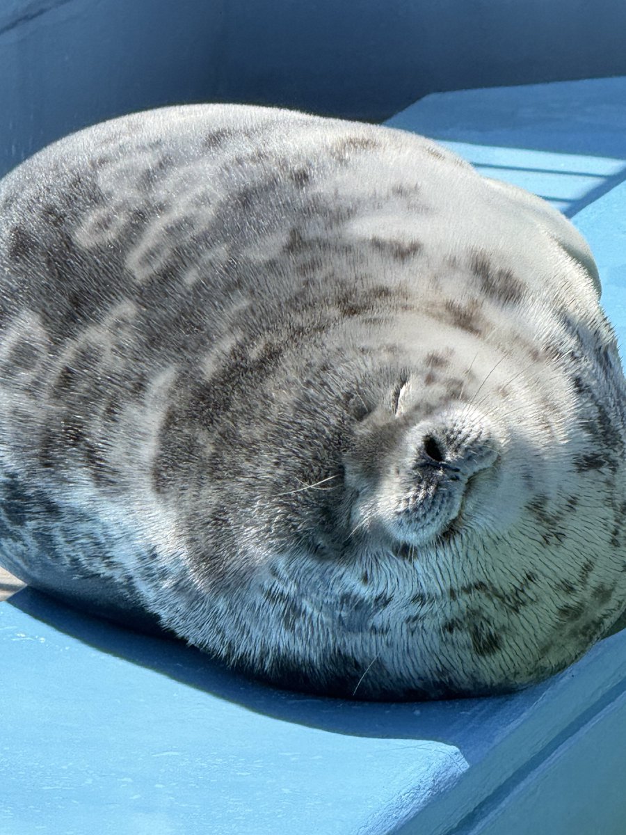 blueberry seal (@Blueberry__Seal) / Posts / X