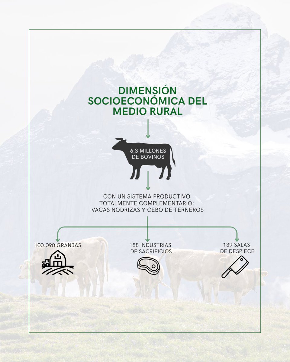 Provacuno's tweet photo. 🐂 El 𝐯𝐚𝐜𝐮𝐧𝐨 𝐝𝐞 𝐜𝐚𝐫𝐧𝐞 es uno de los sectores clave en la producción cárnica en España.

🇪🇺 Además, cumple con los más estrictos y elevados parámetros del mundo, que hacen del Modelo Europeo de Producción el más solvente a nivel mundial.

🔗 https://t.co/qoax2FjpXc https://t.co/wjiiI4Mpse