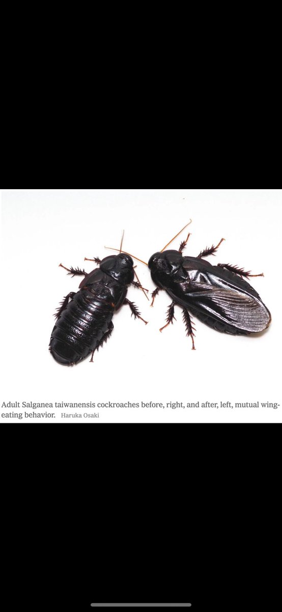 wti_pod's tweet photo. Babes!!🚨These Paired Roaches Show Commitment Through Cannibalism And Aggression + In This Parasitic Species, Every Ant Is A Queen

True love comes in many forms. But they all have violence in common. You’ll see what I mean. 

https://t.co/04wzEXQmNw https://t.co/tchYhwHspn