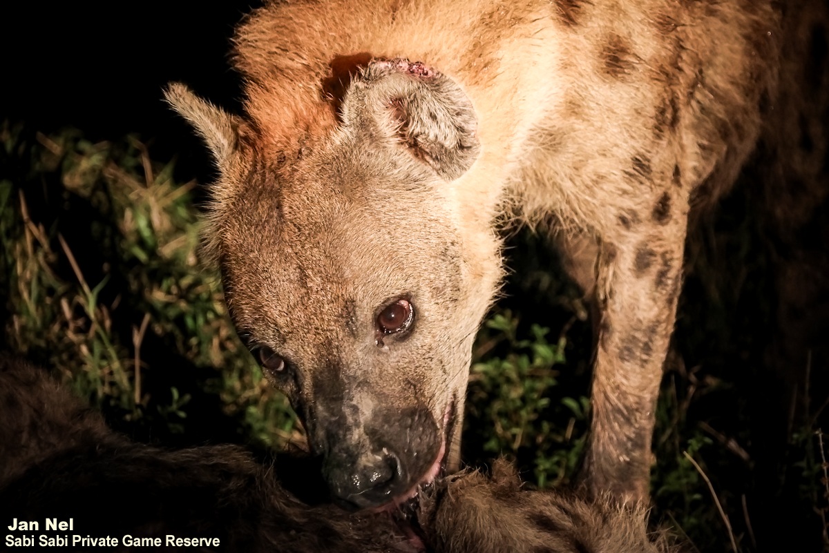 Every now & then, safari reminds us what nature is truly about at