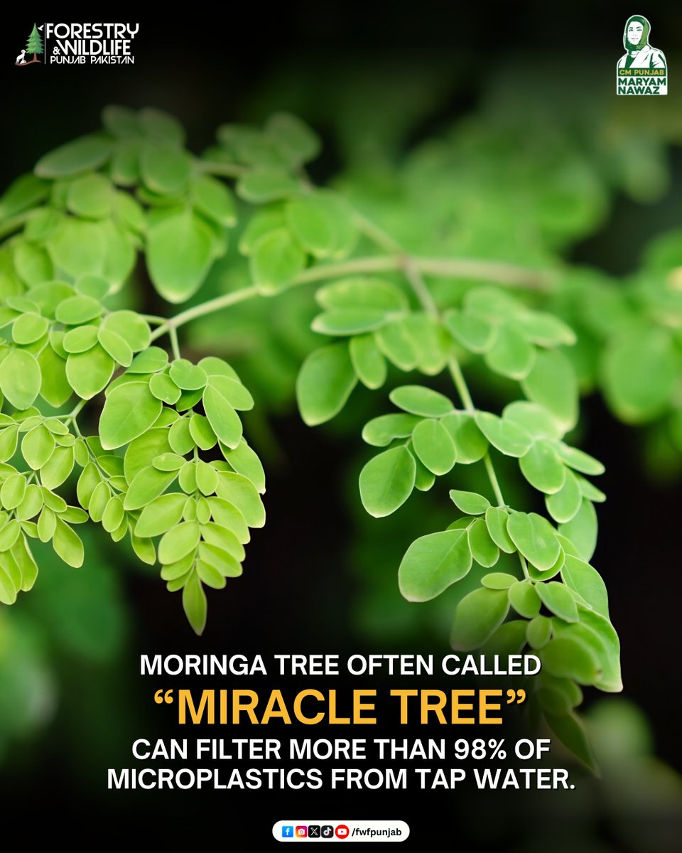 fwfpunjabpk's tweet photo. Moringa tree often called the “Miracle Tree” can filter more than 98% of microplastics from tap water.
.
.
.
#MoringaTree #MiracleTree #forest #fwfpunjab #GovtOfPunjab https://t.co/Q8ac5JGsQm