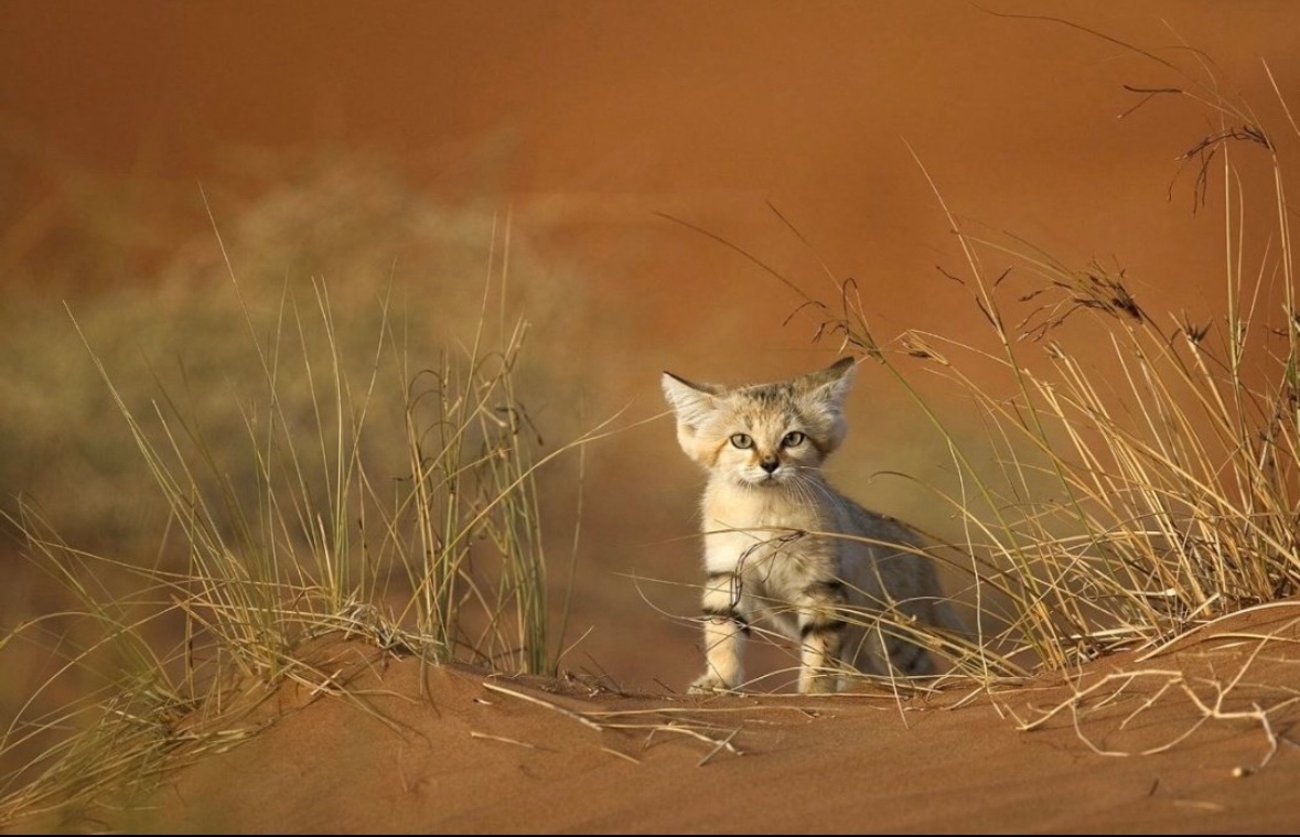 Esos gatos locos tweet media