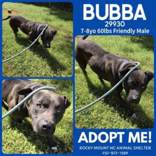 ‼️BUBBA IS OUT OF TIME… ‼️
😔 Please don’t let them make this good boy disappear… 🙏🏽 Please help BUBBA 🐕‍🦺 out of Rocky Mount, NC. He needs ONE good human - a pawparent or a foster hero to save his life 🏡♥️ Please step up to foster if you can… 🆘 petfinder.com/dog/bubba-9636…