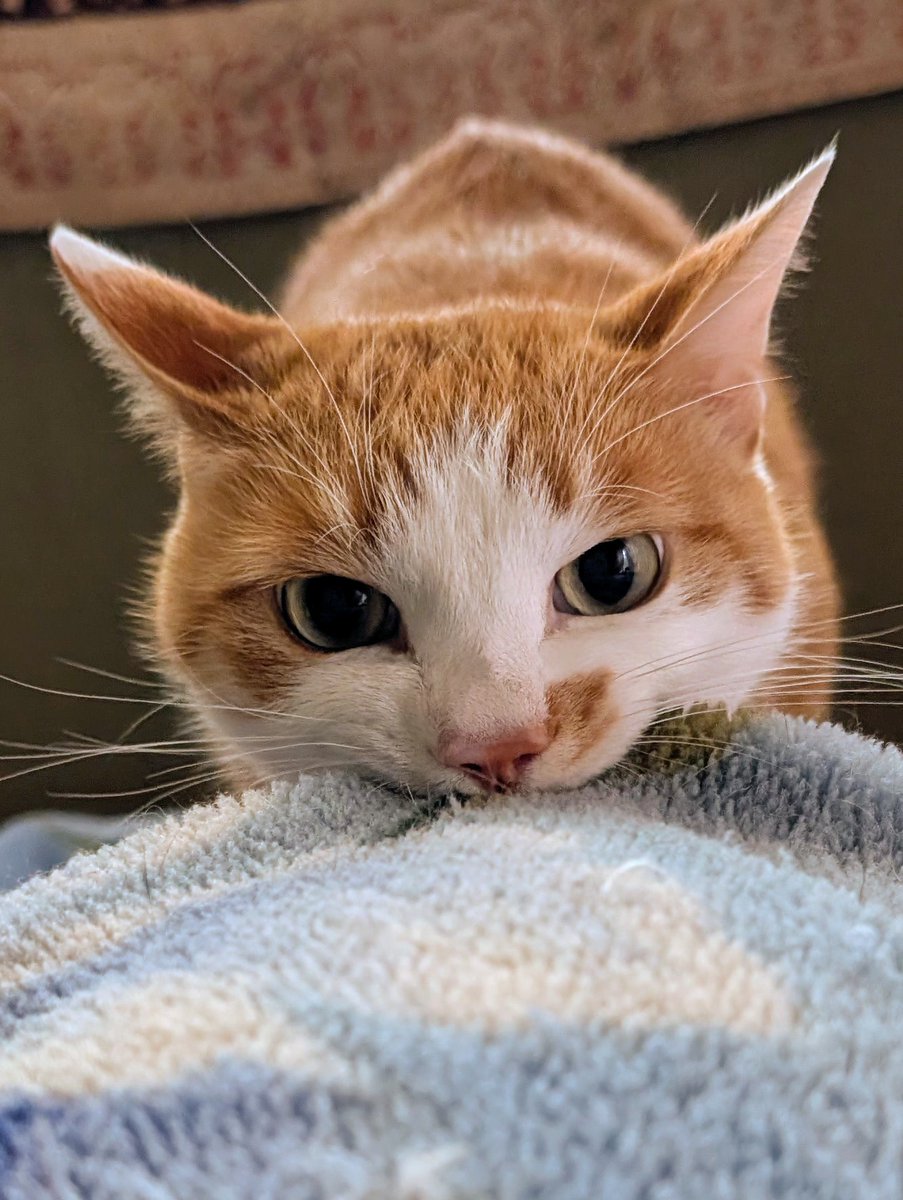 飼い主の連休が終わり久しぶりに起こすのでめちゃくちゃやる気満々な顔してた。おはよう。