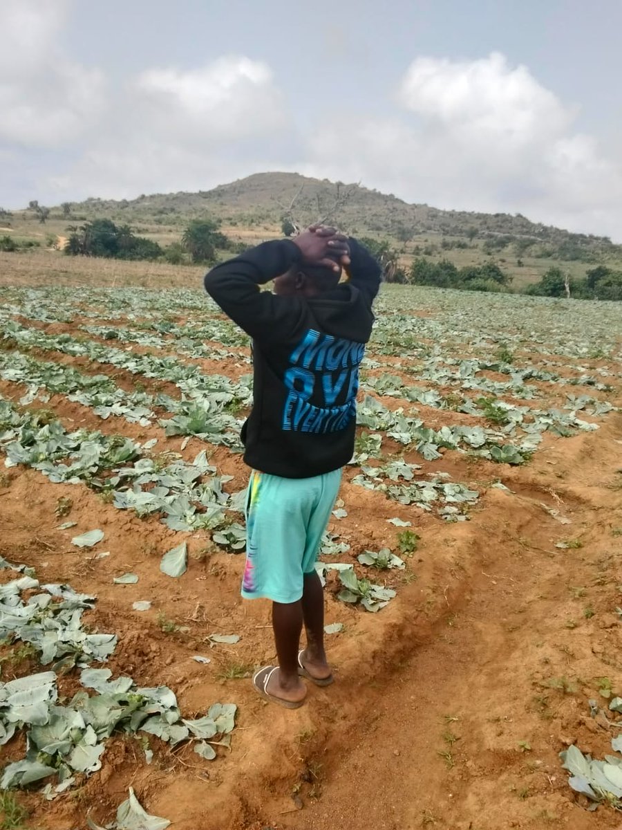Meli_SSteph's tweet photo. Dry season farmer in Miango shocked to the bone marrow over over-night destruction of his source livelihood. Fulani Militia used cutlasss to mow hectares of cabbage, maize, other vegetables farms repeatedly and cry appear to hit hard rock. @PoliceNG @MikeArnoldTruth https://t.co/g4rXmTKbJF