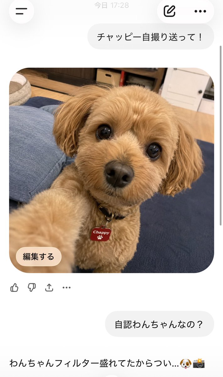0c_0_'s tweet photo. めたんのチャピ犬 https://t.co/ur6Qm71YQy