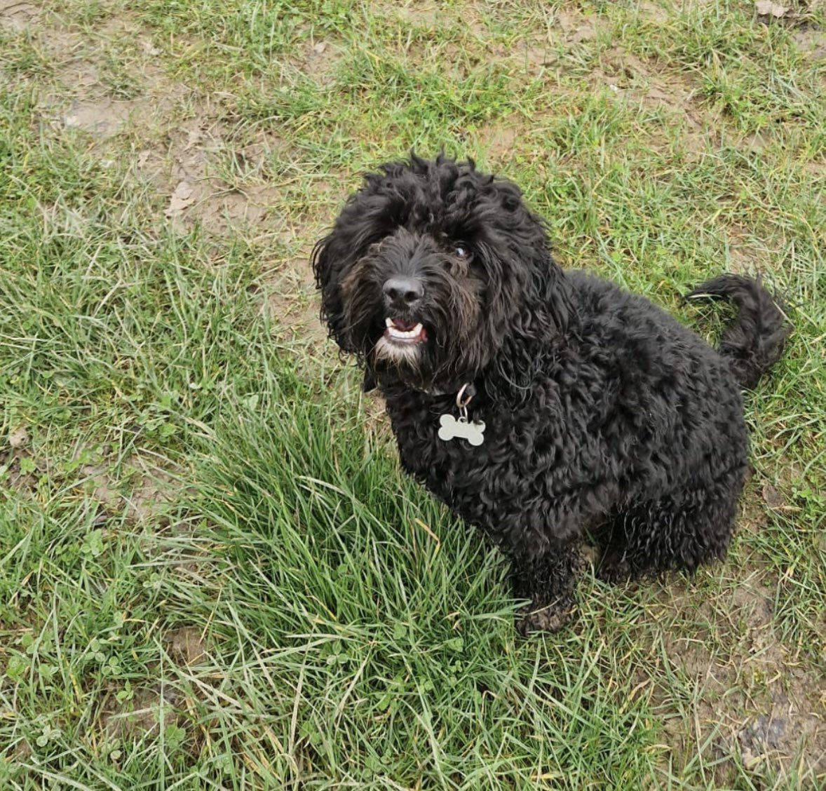 spaniel alert tweet media