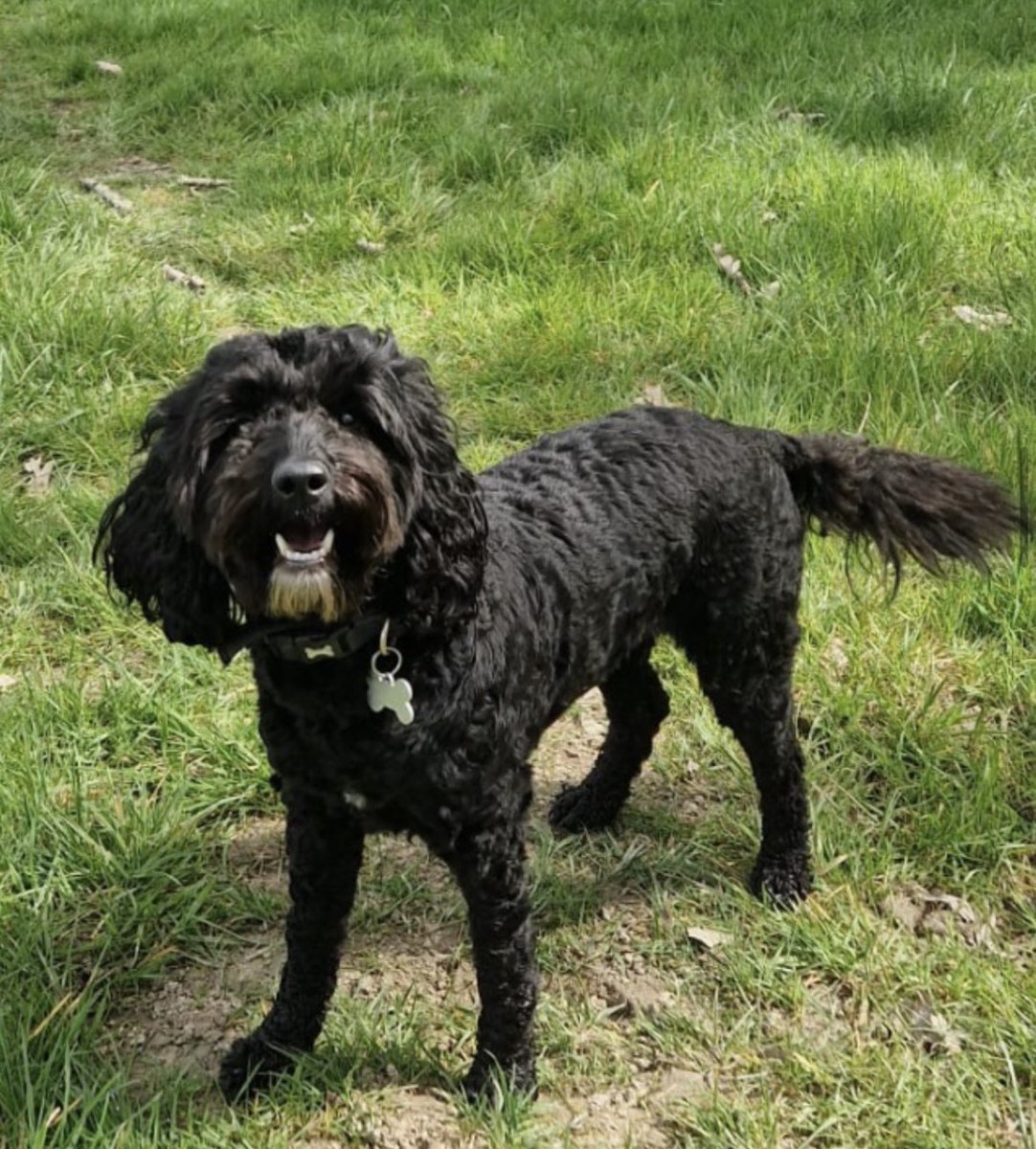 spaniel alert tweet media