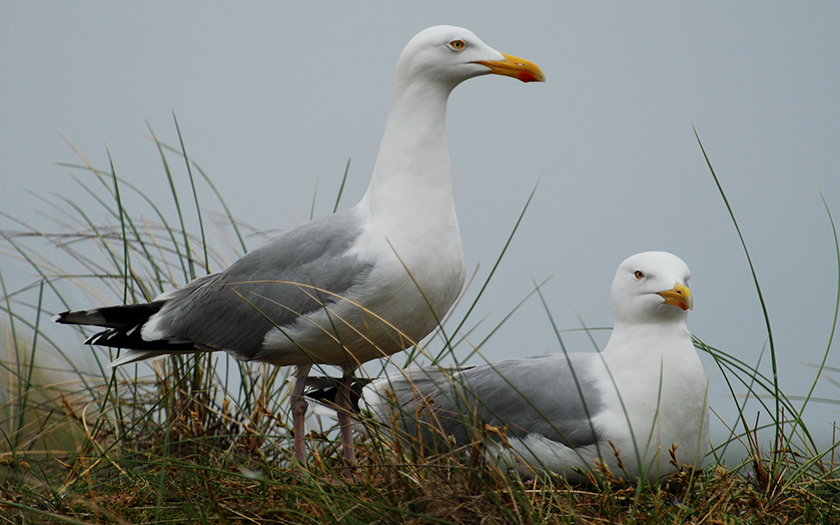 EcomareTexel's tweet photo. Je kunt natuurlijk allemaal onaardige dingen zeggen over meeuwen, maar bekijk ze eens onbevooroordeeld: het zijn toch eigenlijk prachtige vogels? Dierverzorger Noemi wil graag meer waardering kweken voor meeuwen. Laat je overtuigen door haar weblog:
https://t.co/3RASC6XCrF https://t.co/cYyYZU28nO
