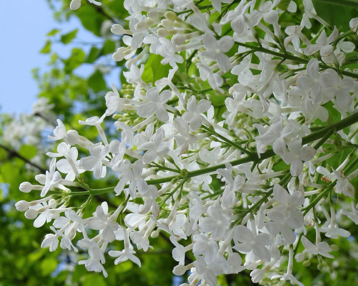 ライラックの季節は
まだ始まったばかり

新緑と、ライラック