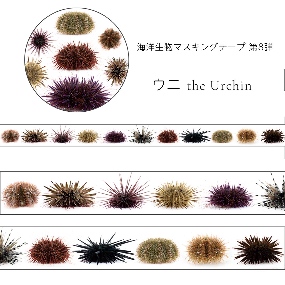ウニのマステって需要ある？
まあ無くても作るんだけどな、ガハハ