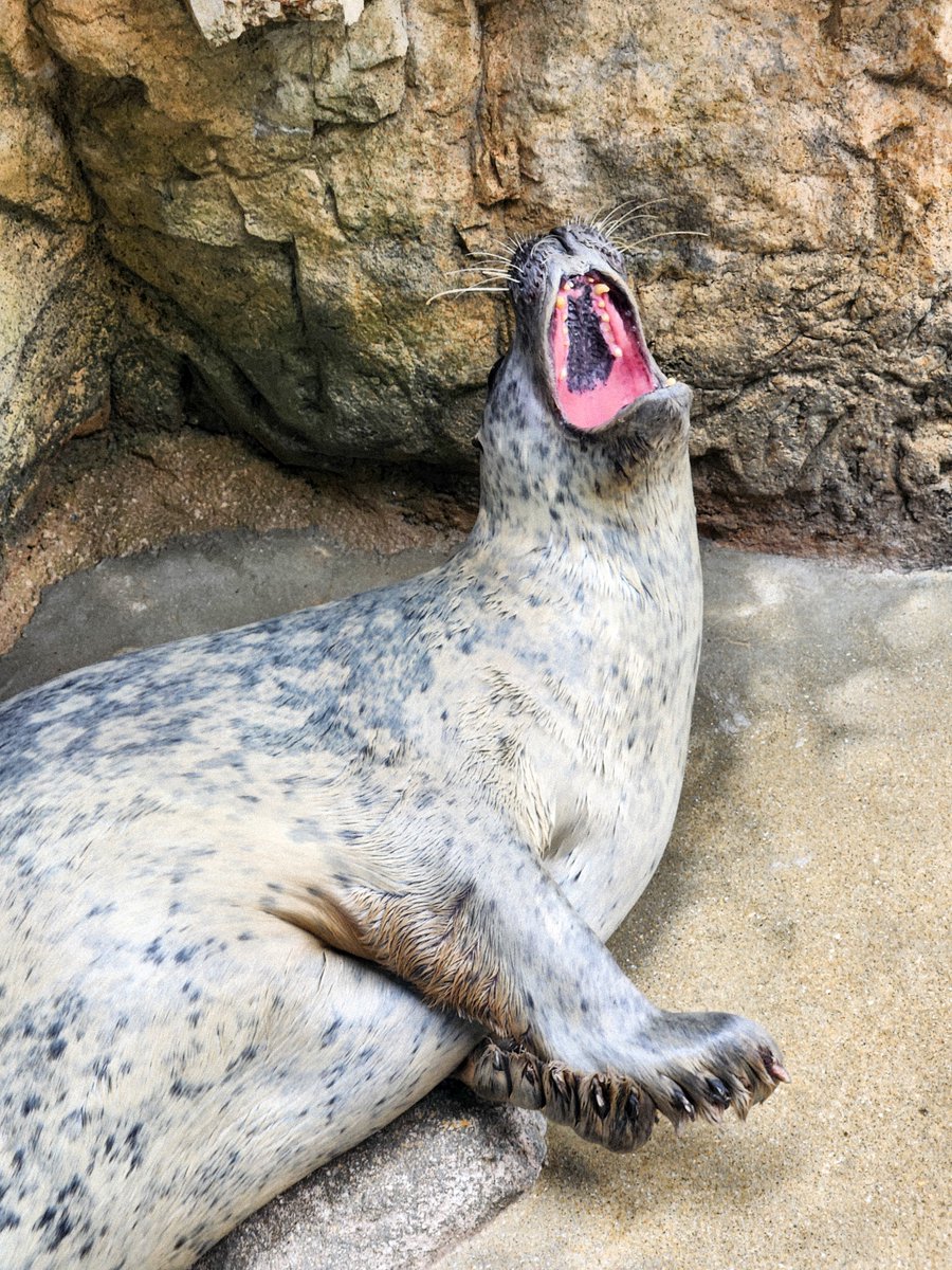 ゴタンダ tweet media