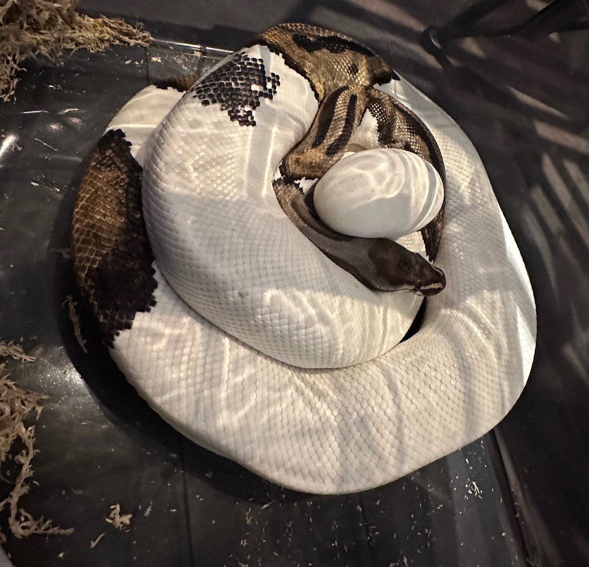 PINK REPTILES (@nao7o5p) / Posts / X
