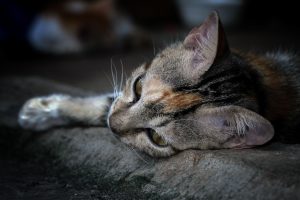 🐾CLAUDIA🐾 tweet media