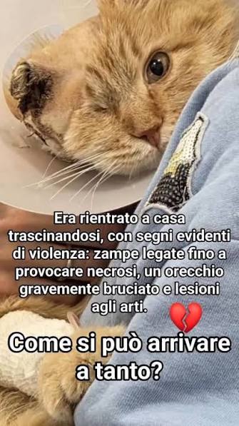 🐾CLAUDIA🐾 tweet media