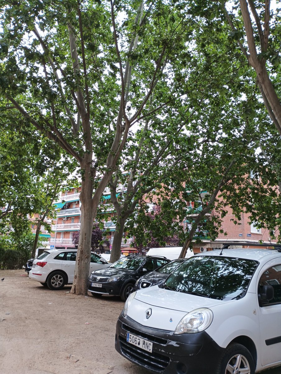 A.A.C. Colonia Experimental Villaverde Madrid tweet media