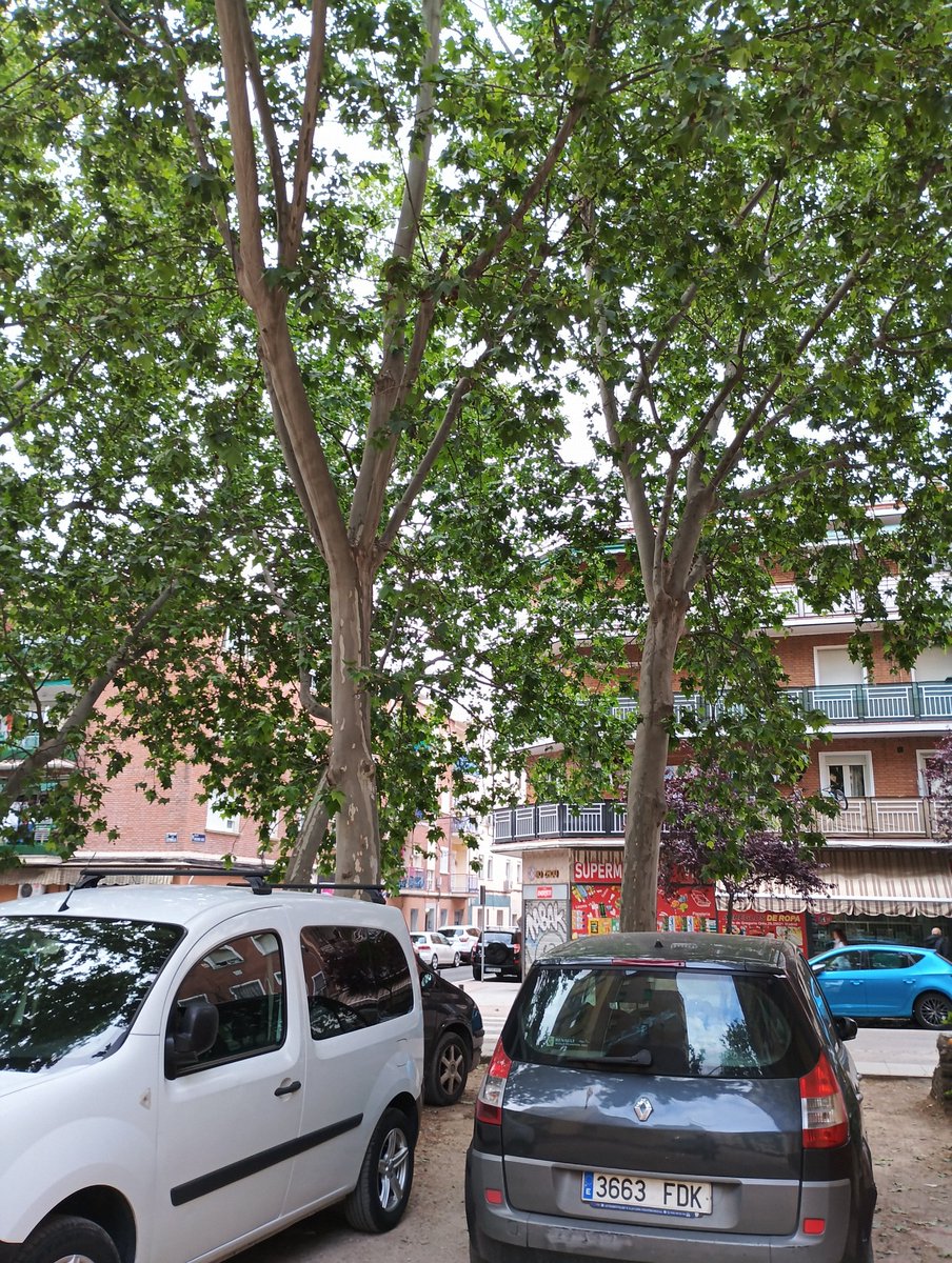 A.A.C. Colonia Experimental Villaverde Madrid tweet media