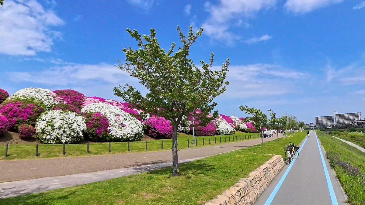 浅香山緑道のツツジ満開！2026年4月20日【春の絶景】2026年4月20日