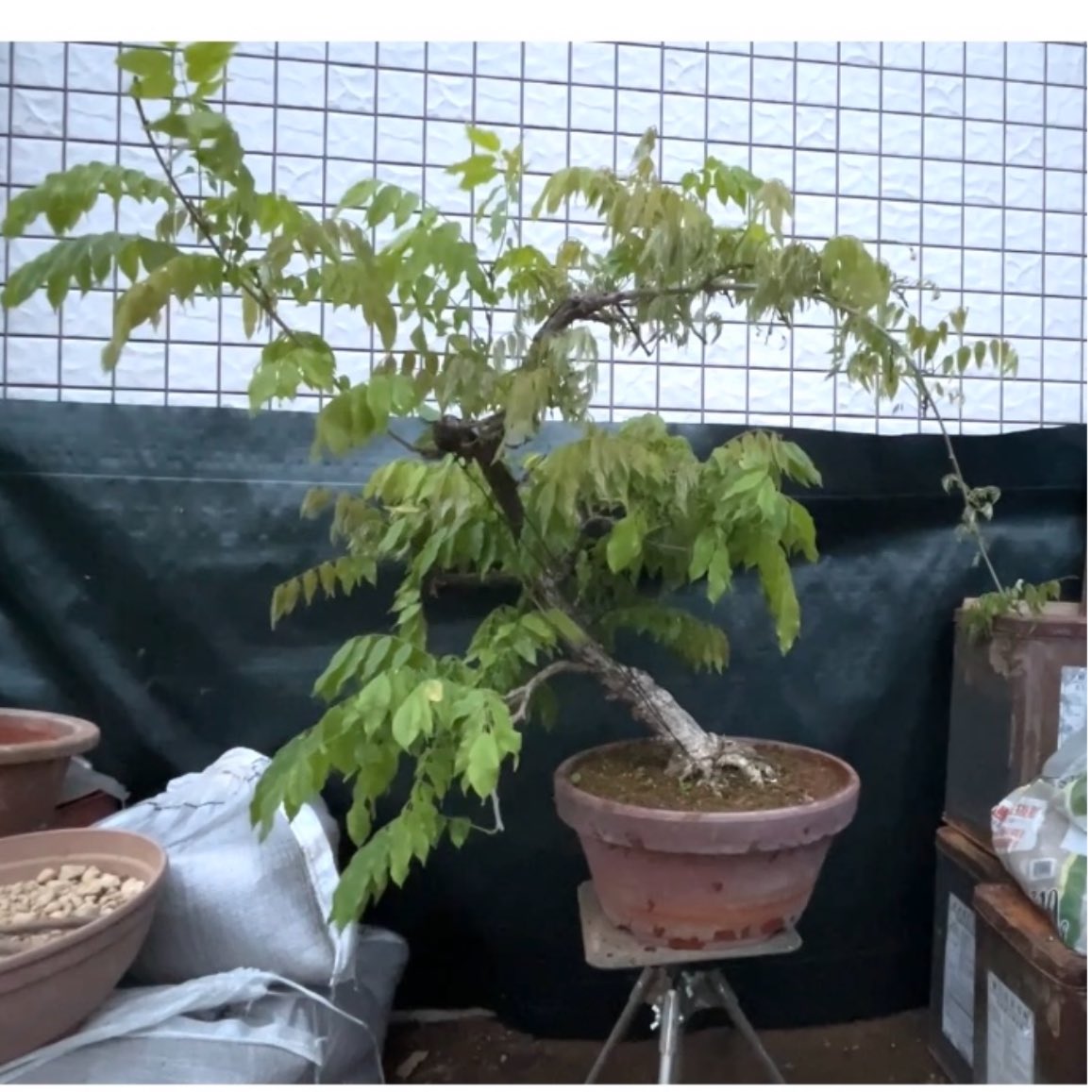 VBonsaiGarden's tweet photo. 5鉢の藤盆栽の花がら摘みと軽い剪定をしました！
Deadheading and light pruning of 5 wisteria bonsai trees

 #bonsai #小品盆栽

https://t.co/AwvsIIe5zy https://t.co/hwjDxS1VRf