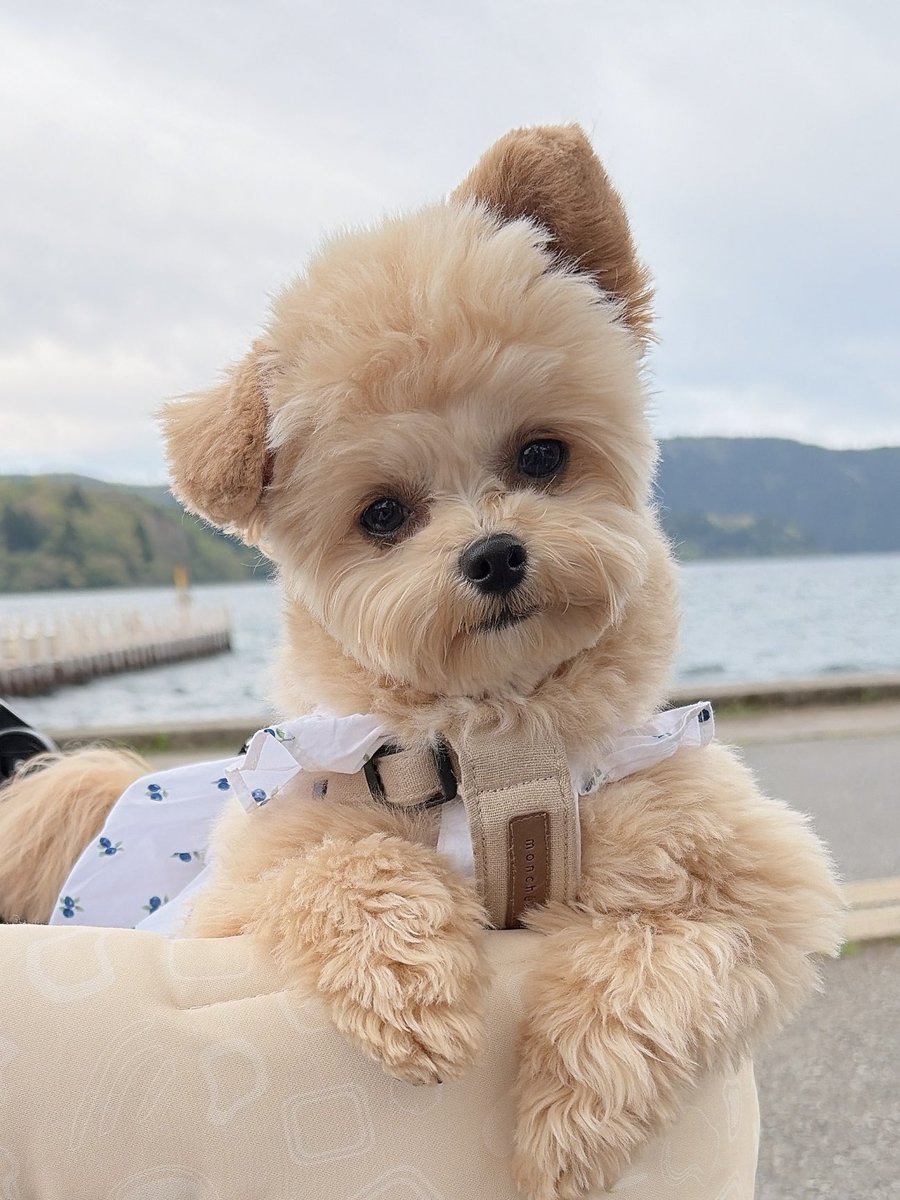 LinaBelltan's tweet photo. 箱根⛩️でお散歩🐾
キョトン顔🐶🤍

#チワプー #犬のいる幸せ #犬のいる暮らし #箱根 https://t.co/buhThID9ns