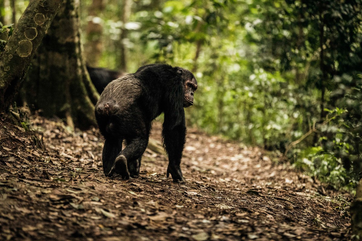 ParksInRwanda's tweet photo. EXPERIENCE THE MAGIC OF A TROPICAL RAINFOREST
With an immense tropical rainforest, the magic abounds beneath its dense canopies, with brightly coloured birds and butterflies. Nearby, the quiet rustle of primates – heard as they swing through the branches.
https://t.co/82SZOMdnQW https://t.co/W6VWMxB2Dl