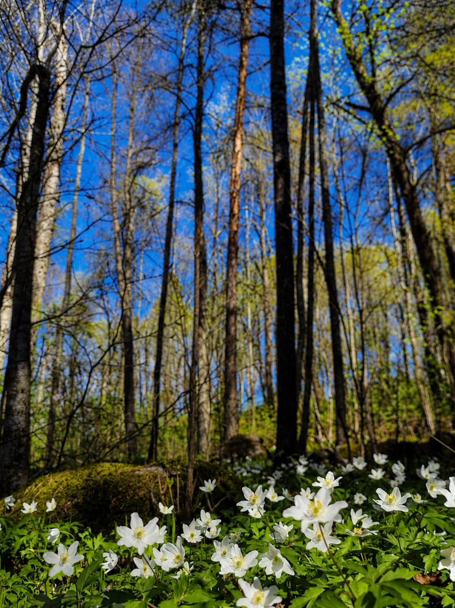 Jillian00FI's tweet photo. Where the wildflowers bloom and the sky turns endless blue..
#springforest #wildflowers
#forestvibes #springbloom https://t.co/L6L6pkFzDs