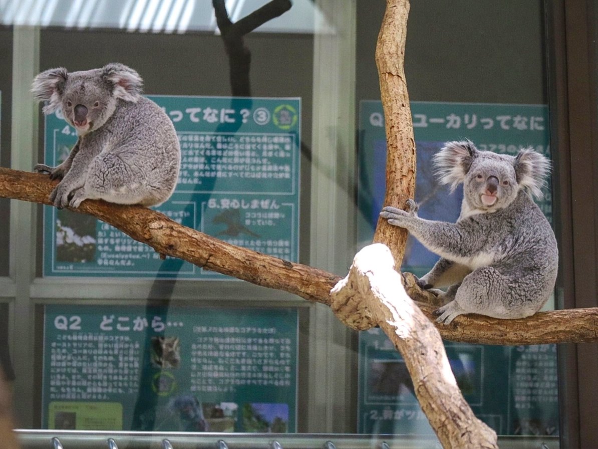 コアラちゃん　鏡台 コアラ 手鏡 コンパクトミラー 鏡 拡大鏡 二面鏡 持ち歩き メイク直し