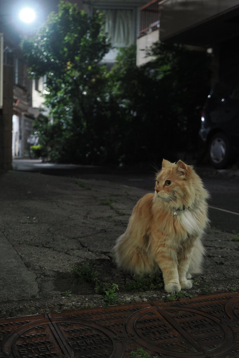 吉田優 TOKYO STREET ON CAT tweet media