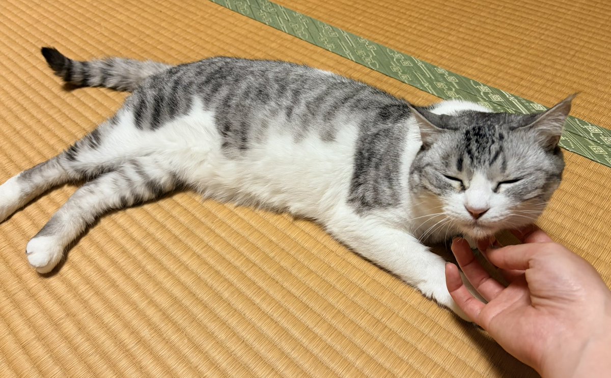 もふのいる生活 tweet media