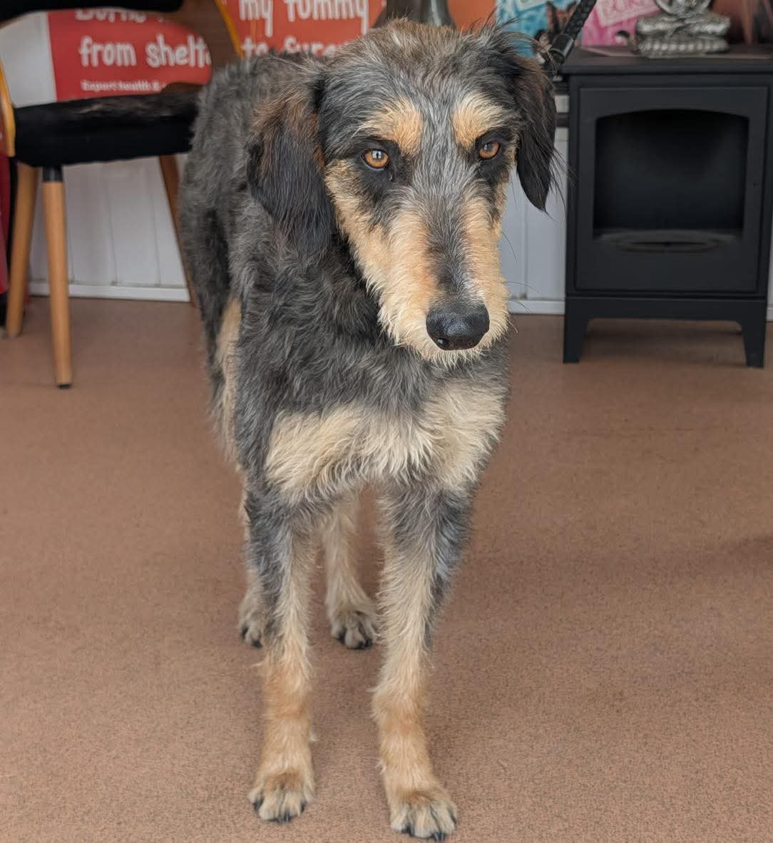 🐕FOUND DOG🐕 

🐶 Male #lurcher

📍Found: Haverfordwest #Pembrokeshire #wales 

🐾 No microchip

If this is your dog please: 

📞 01437 781745 (9am-5pm) 

📧 team@greenacresrescue.org.uk 

🆔 Proof of ownership &amp; council release fee required

🐶If unclaimed, the dog will