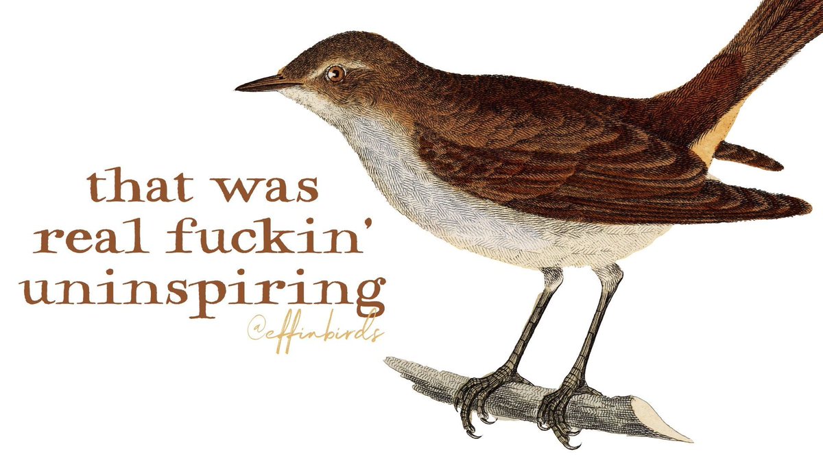 Effin' Birds tweet media