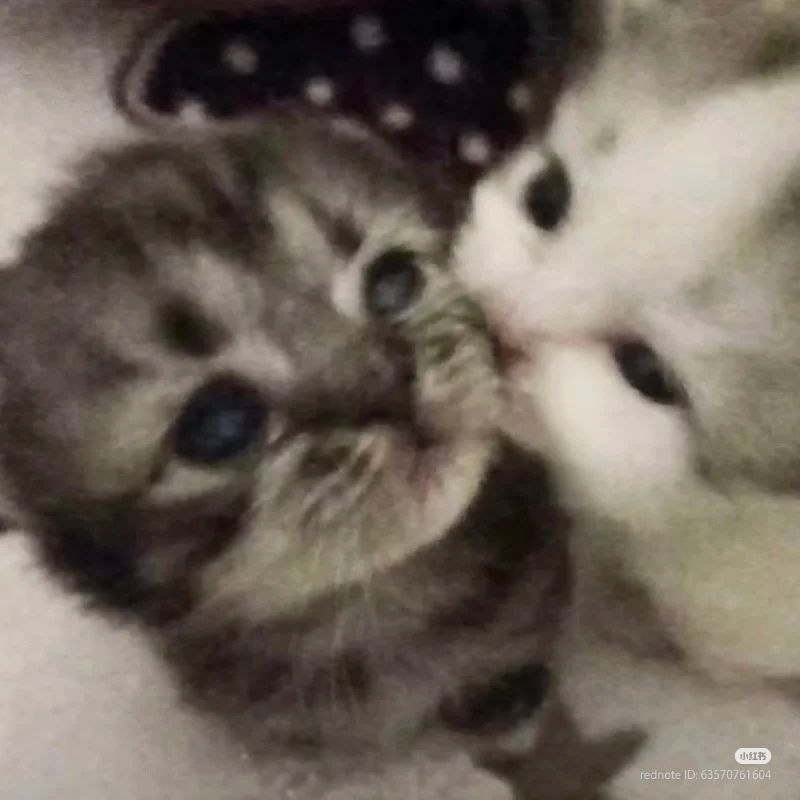 cats.jpg (@catsdotjpg) on Twitter photo 