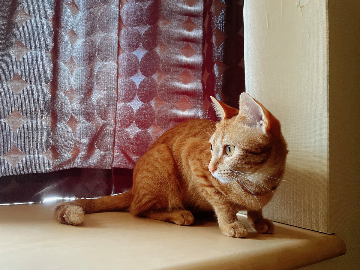 mapitan_gomapi's tweet photo. 猫垢さんフォローありがとうございます。
雑多垢ですがよろしくお願いいたします。

てん（通称おじ）サバトラ11歳♂
むぎ（通称む〜）茶トラまるどら3歳♀

彼と2にゃんの4人暮らしです。 https://t.co/xjYDwxBzGr