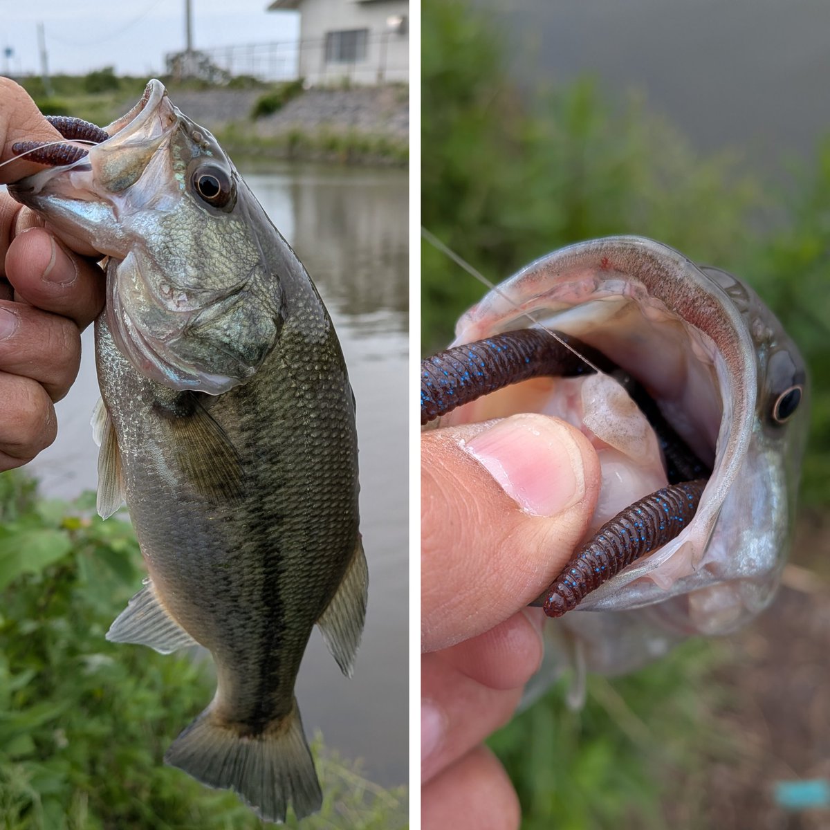 jackallhideyuki's tweet photo. 昨日の釣果🎣
2カ所の支流でフリックシェイクのジグヘッドワッキーでキャッチ👍
段々この釣りに慣れてきた感じ😊
#JACKALL #フリックシェイク 
#霞水系 #利根川水系 https://t.co/fVAlssYl3s