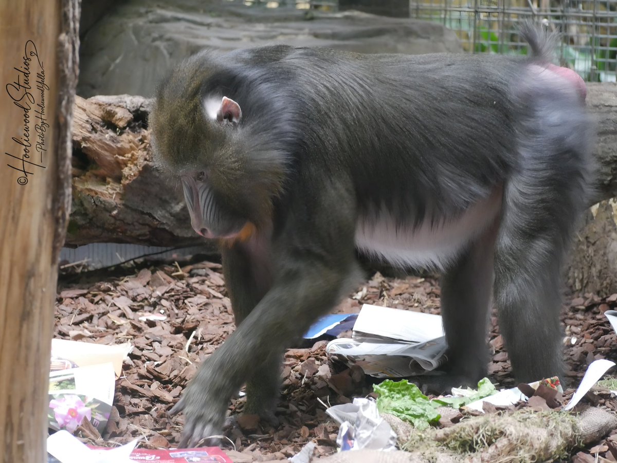 hooliewoodyella's tweet photo. A #mandrill carefully searches through enrichment materials, using its senses to investigate textures, scents, &amp; hidden food  What may look messy to us is actually designed to encourage natural curiosity, problem solving, &amp; mental stimulation. 
#wildlifephotographer #Photography https://t.co/AVeKSDKHUl