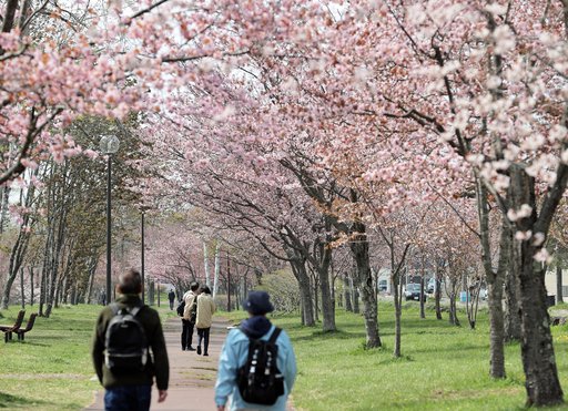 釧路管内でサクラが見ごろになってきました。9日は柳町公園で「第3回釧路さくらまつり」、釧路町別保メモリアルパークで「第45回釧路町桜まつり」、厚岸町子野日公園で「第77回あっけし桜・牡蠣まつり」が開幕です。写真は7日の柳町公園のようすです　＃ココカラ
hokkaido-np.co.jp/article/130907…