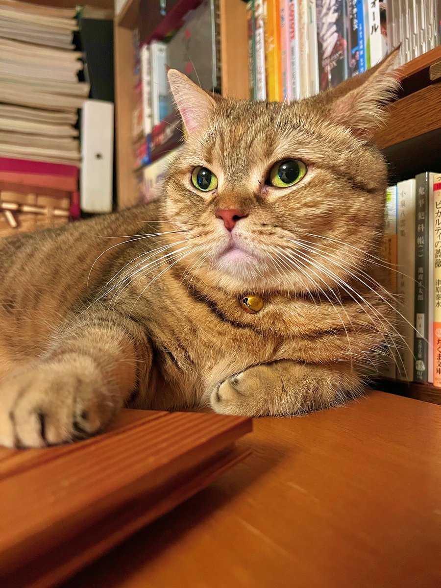「いい？　飼い主！　いや全国の小説家に言うわ。締切りってのはね、守るものなのよ！」
「仰る通りです」