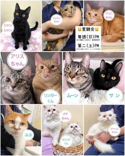 banbihouse.blog.fc2.com/blog-date-2026…
★無料不妊手術キャンペーンご利用ください。