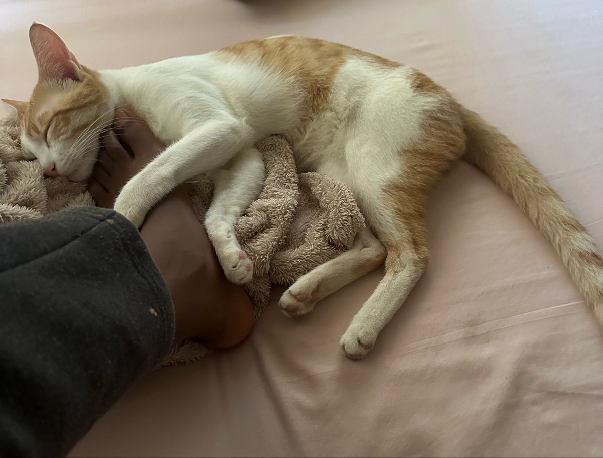 helloavehh's tweet photo. I love my baby so much 🥹🥺 https://t.co/k2C3T9tcl3