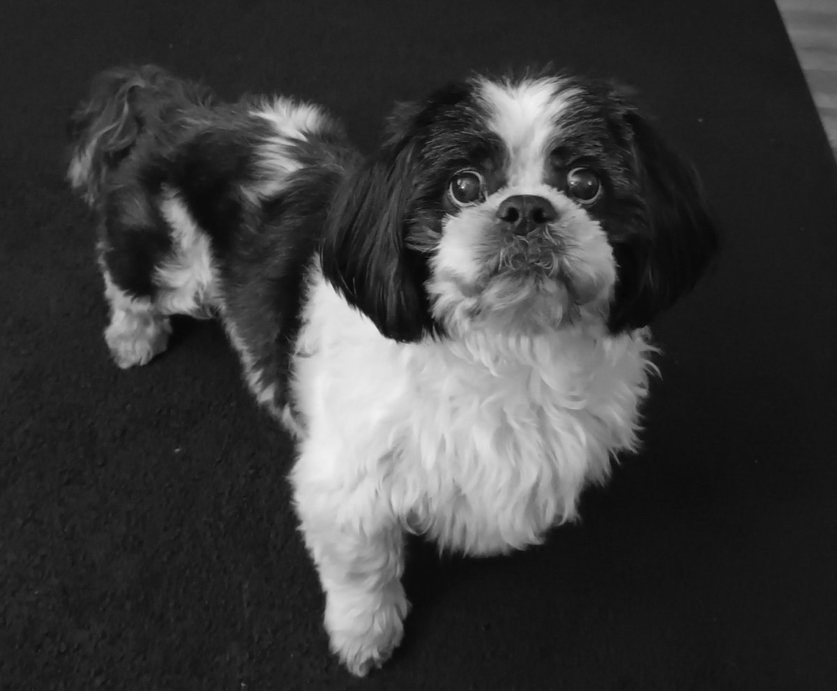 Chico n Angel Paddy 🐾 tweet media