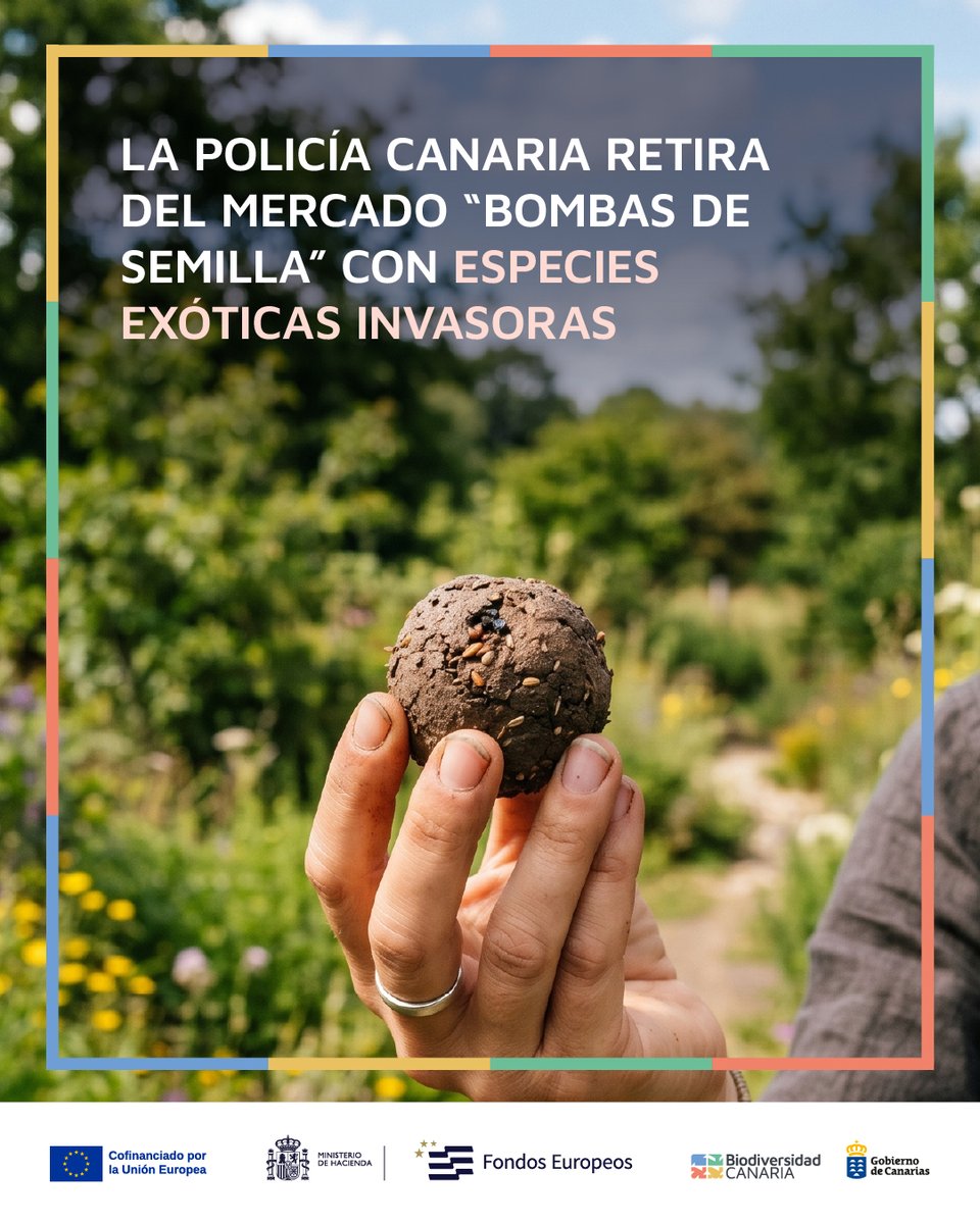 Biodiv_GobCan's tweet photo. 🚫🌱 La detección de “bombas de semilla” con especies vegetales prohibidas en Canarias vuelve a recordar la importancia de extremar la prevención frente a las especies exóticas invasoras, una de las principales amenazas para la biodiversidad del archipiélago. 🧵⬇️ https://t.co/AL3vqkr6yO